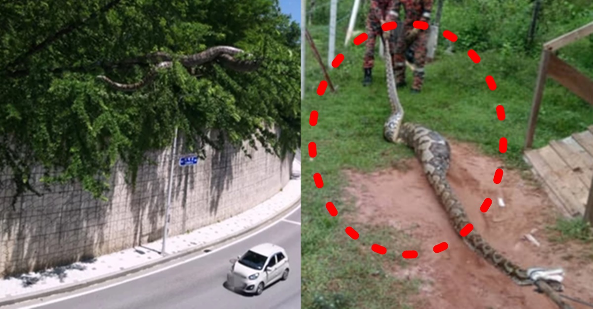 강원도 태백 아나콘다 구렁이 뱀 목격담 화제