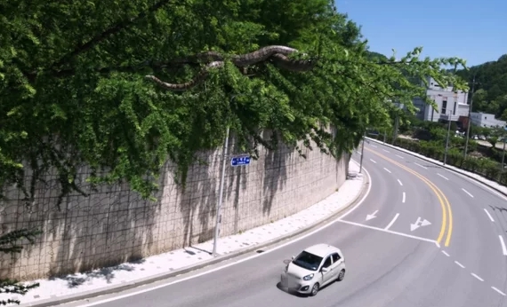 강원도 태백 장성동 아나콘다 구렁이