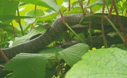 강원도 구렁이 발견