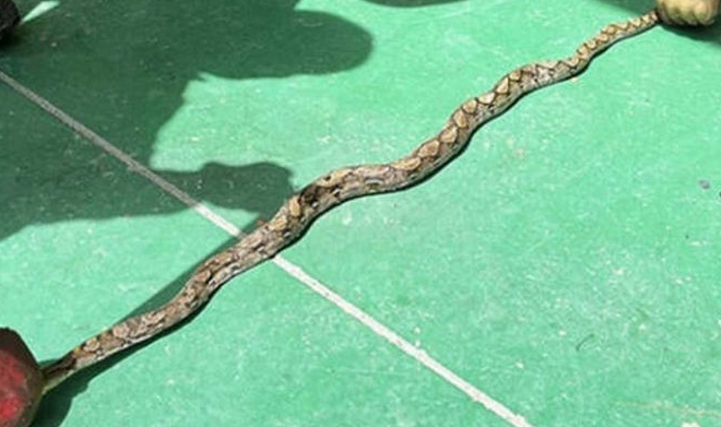 태백 구렁이 발견 크기