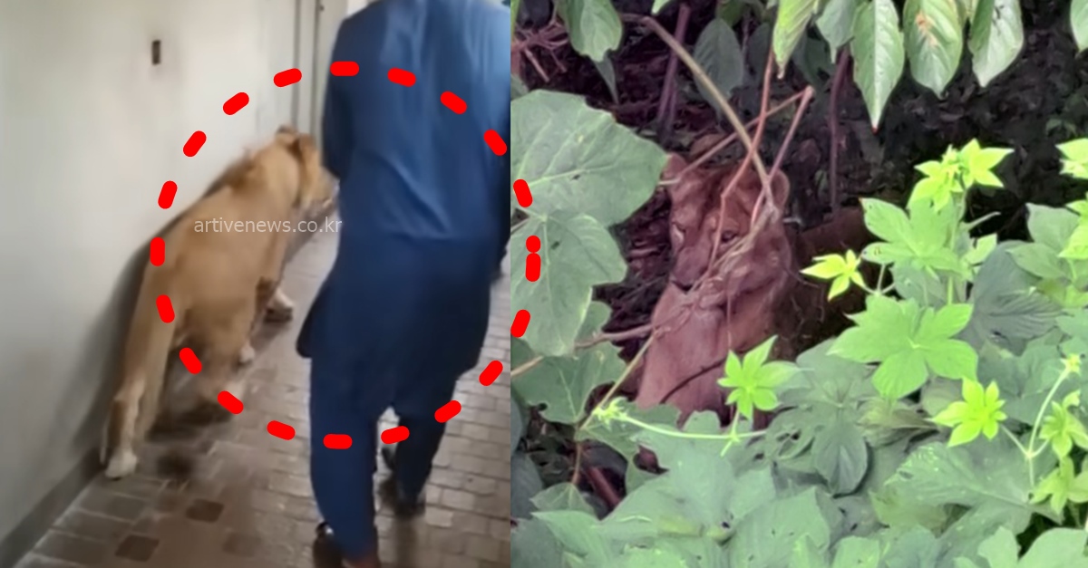 경북 고령 사설 목장 탈출한 암사자 결국 사살 포획