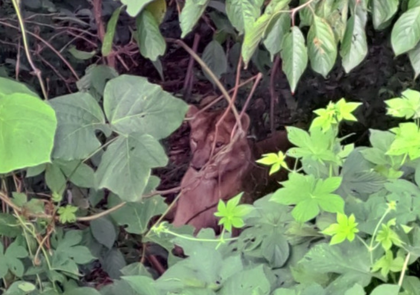 탈출한 경북 고령 암사자