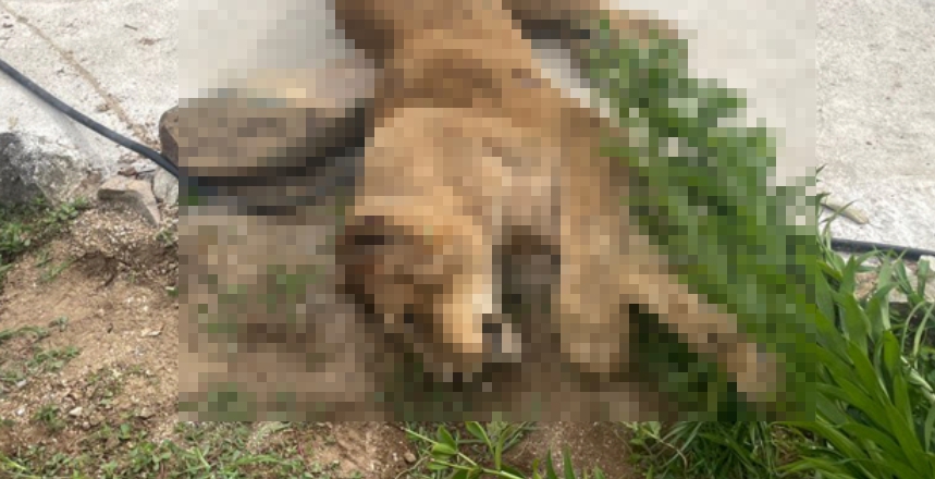 사살된 경북 고령 암사자