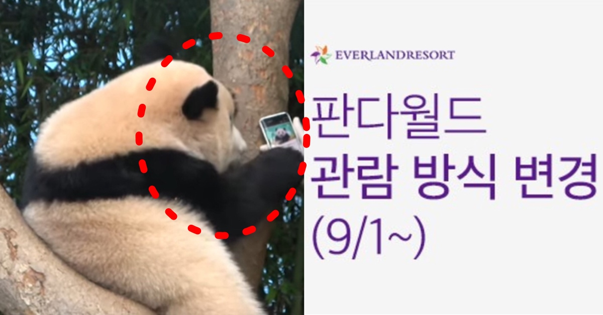 에버랜드 판다월드 9월부터 관람 방식 대폭 변경