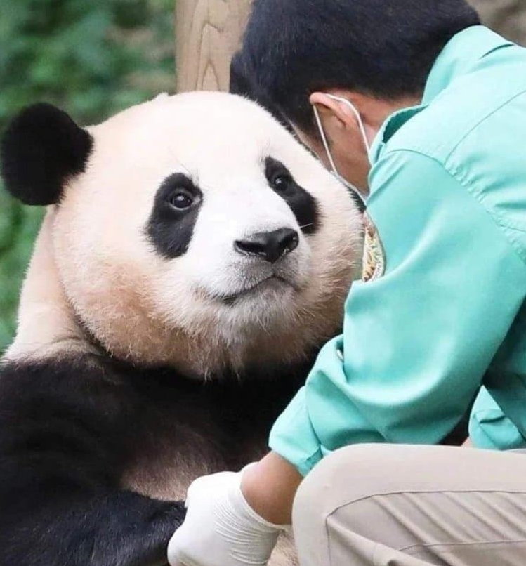 푸바오 판다월드