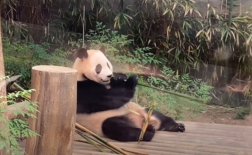 에버랜드 판다월드 관람