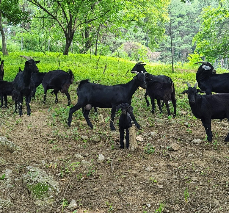 나는 솔로 17기 옥순 흑염소