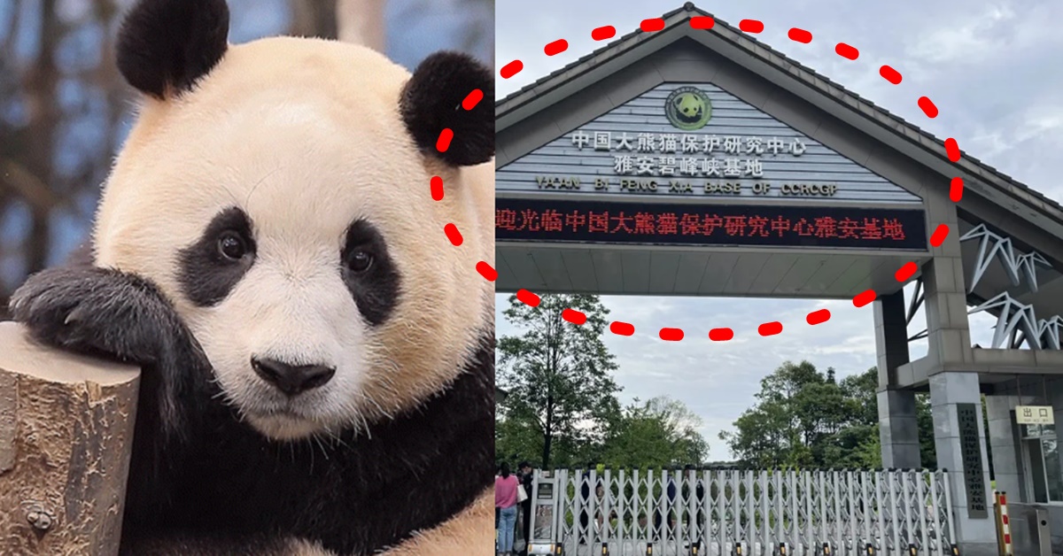 에버랜드 푸바오 중국 반환 일정 날짜 4월초 확정 비펑샤 예상