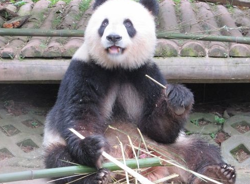 중국 거주하는 판다