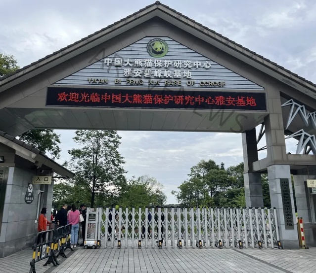 중국 쓰촨성 비펑샤 판다센터