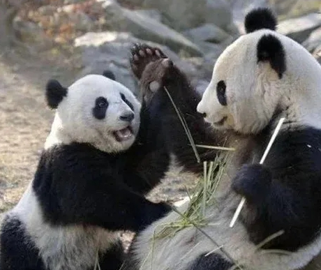 아기 아이바오 돌봐주는 엄마 신니얼