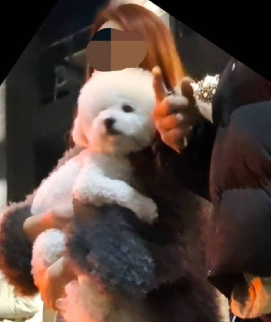 음주운전 비숑 벤츠녀 사진