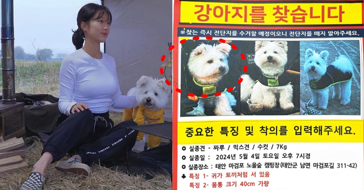 캠핑 유튜버 짜루캠핑 강아지 짜루 실종