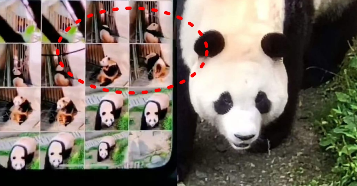 푸바오 중국 목줄 접객 의혹 근황 논란