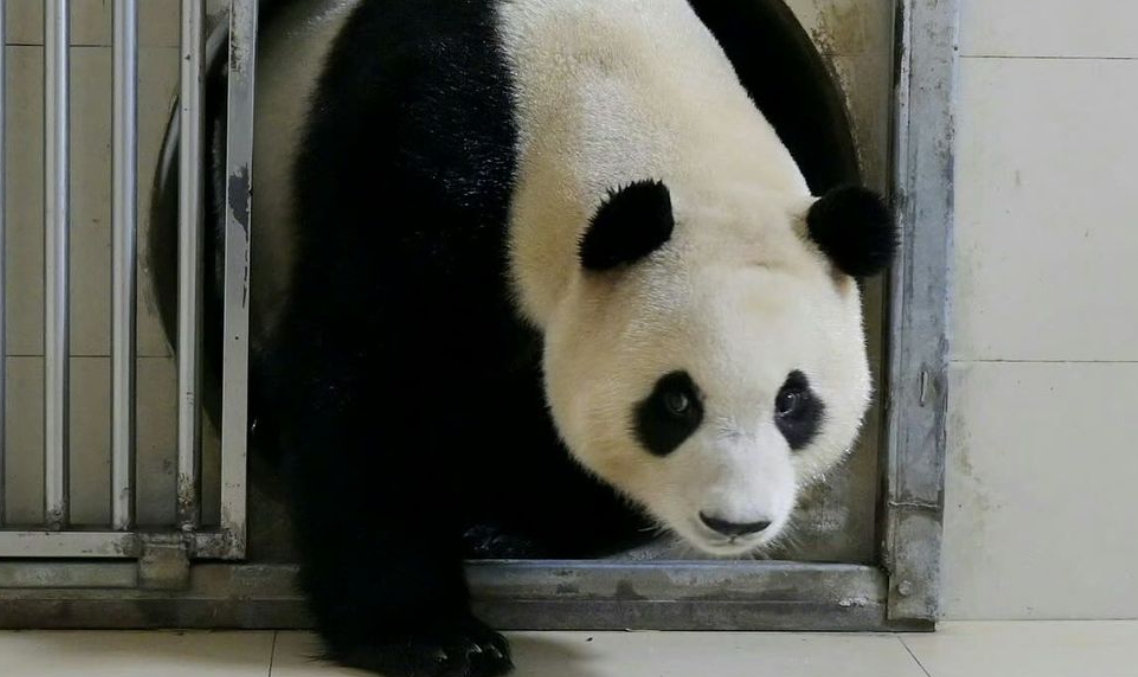 푸바오 중국 반환