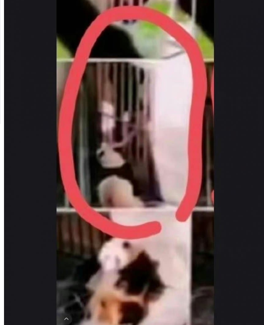 푸바오 비전시구역 접객 의혹 사진