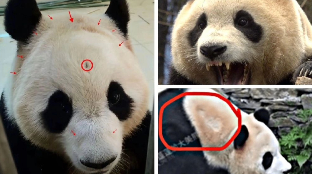 푸바오 목줄 흔적과 탈모, 감각모 상실 의혹 사진