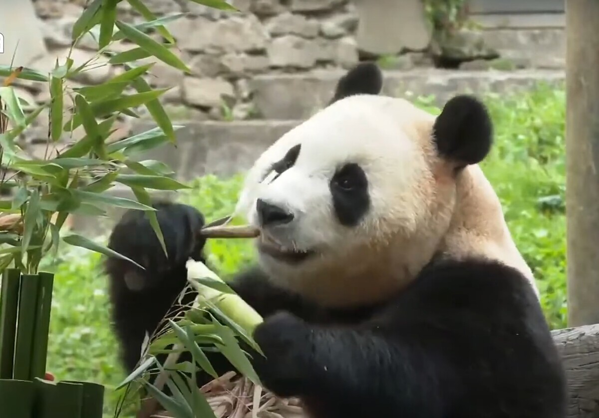 푸바오 선수핑 대중 공개