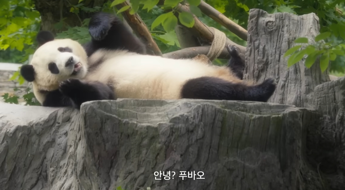 강바오 푸바오 재회 장면