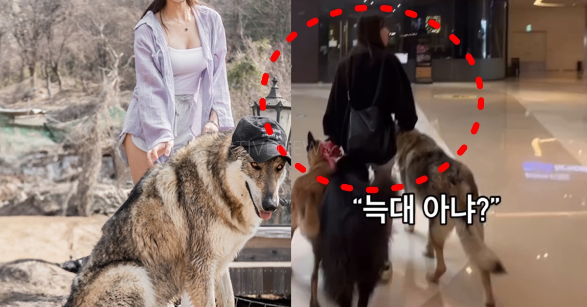 스타필드 울프독 인스타 논란