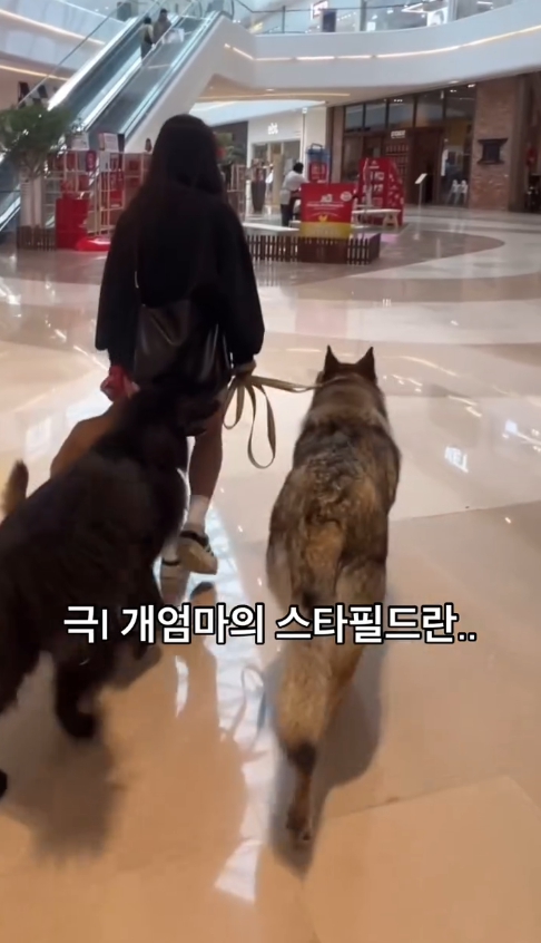 울프독 스타필드 인스타 영상