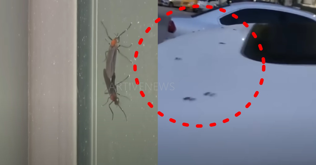 러브버그 출몰 문제