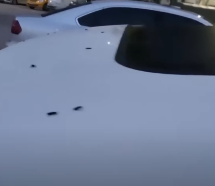 러브버그 자동차 피해